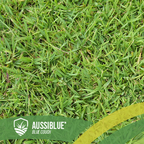 AussiBlue Couch Turf Supplier Brisbane Springfield Ipswich Walloon Logan Redlands Brisbane Gold Coast Greenbank QLD Blue Couch Turf Fram Turf Grower Delivery