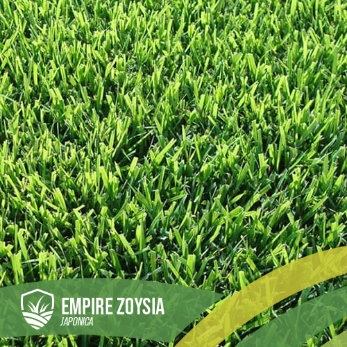 Empire Zoysia Brisbane Redlands Logan Ipswich Springfield Ripley Greenbank Gold Coast Cheap delivery turf delivery turf supplier turf farm turf truck premium quality turf suppliers