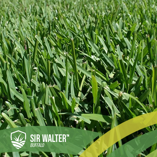 Sir Walter Buffalo Turf
