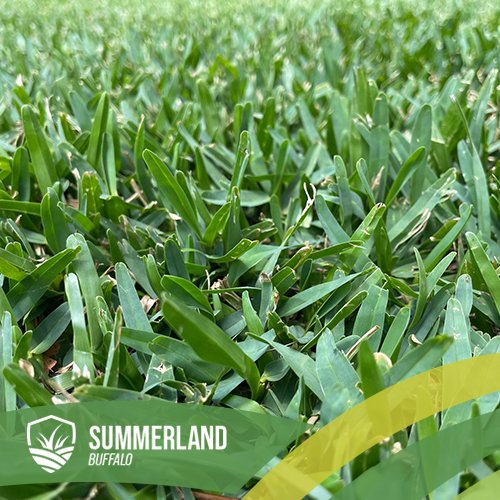 Summerland Buffalo_Buffalo turf brisbane gold coast ipswich_The Great Lawn Co gold coast buffalo turf redlands buffalo turf ipswich buffalo turf buffalo st augustine