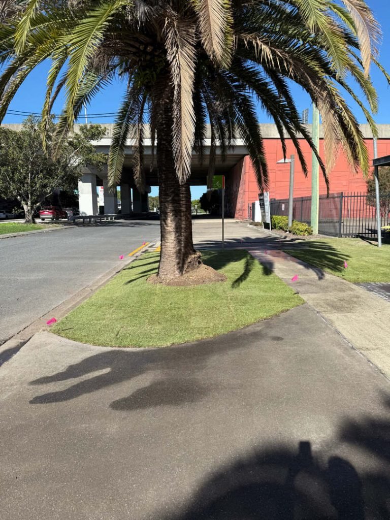 Eagle Farm Commercial Turf Installation_ The Great Lawn Co