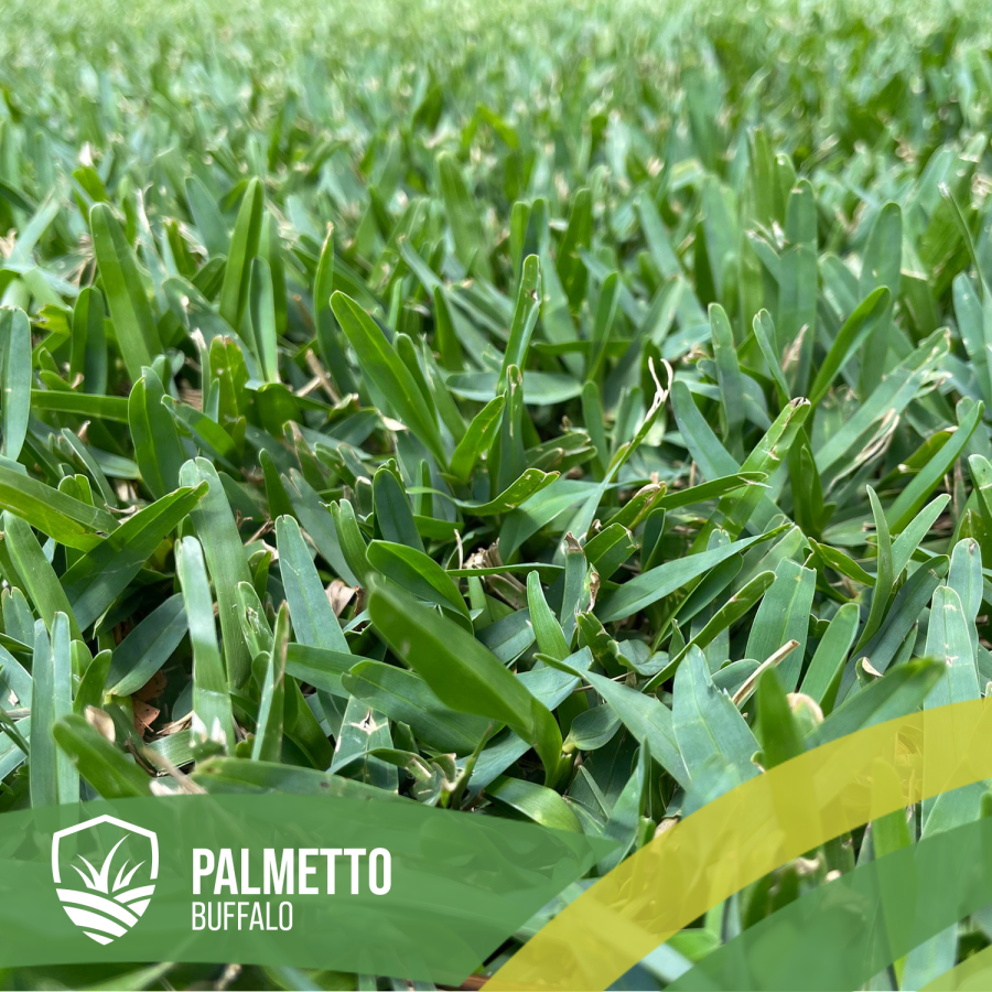 Palmetto Buffalo Brisbane Ipswich Redlands Gold Coast_Turf Farm